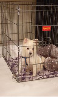 (Category: ) located in . Submitted by ccshopmnl (Listing ID 1038120585, Image 1). Description: .