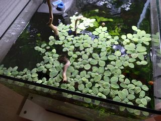 (Category: ) located in . Submitted by sg02304 (Listing ID 1038051862, Image 1). Description: .
