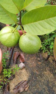 Fruit Trees Gardening Carousell Singapore