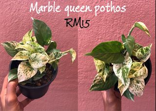 (Category: ) located in . Submitted by buatsemua (Listing ID 1038099459, Image 1). Description: .