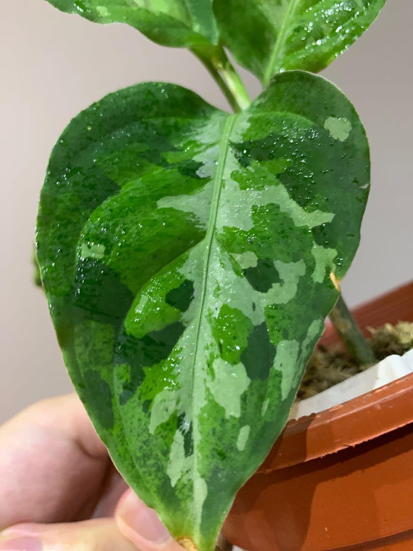 Aglaonema Pictum Tricolor Origin