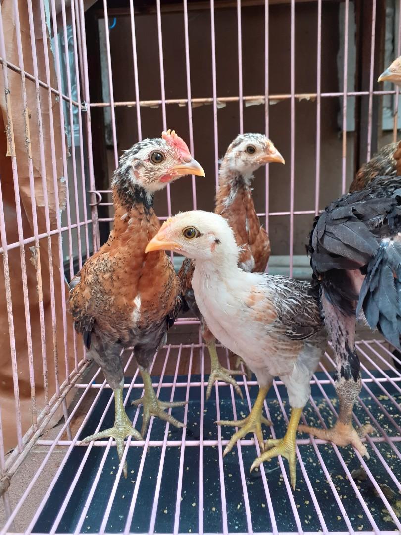 Anak Ayam Kampung Asli Umur 1 Bulan Perlengkapan Hewan Makanan Hewan Di Carousell