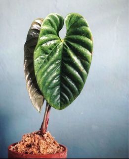 Epipremnum pinnatum variegated #斑葉拎樹藤, 傢俬＆家居, Gardening ...