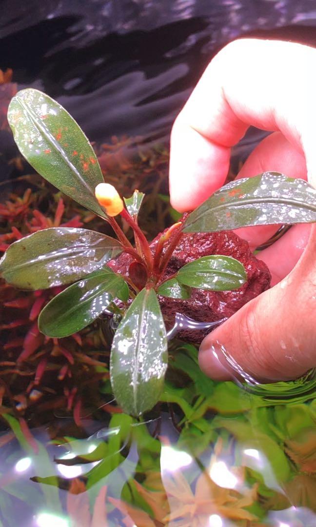 bucephalandra sp. pink lady[赤軸ブセ] - 魚用品/水草