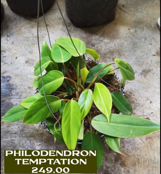 philodendron elegans kaufen Buy Philodendron Elegans