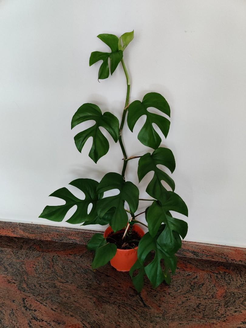 Rhapidophora Tetrasperma Mini Monstera Furniture Home Living Gardening Plants Seeds On Carousell