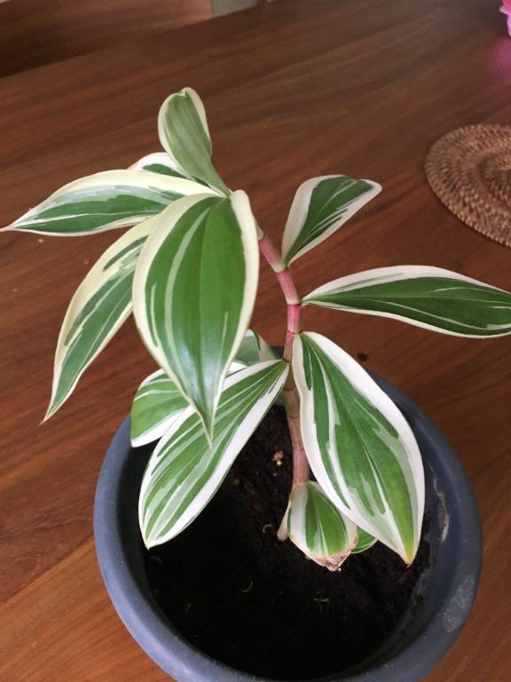 Variegated Spiral Ginger Costus Arabicus Variegatus Furniture Home Living Gardening Plants Seeds On Carousell
