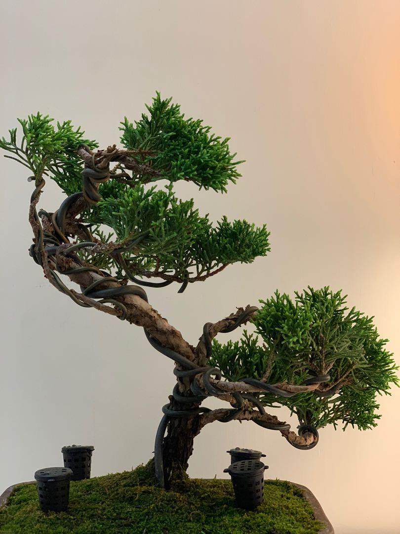 日本紀州真柏大型盆景日本盆栽植物禮物新貨裝飾擺設家居室內植物潮流