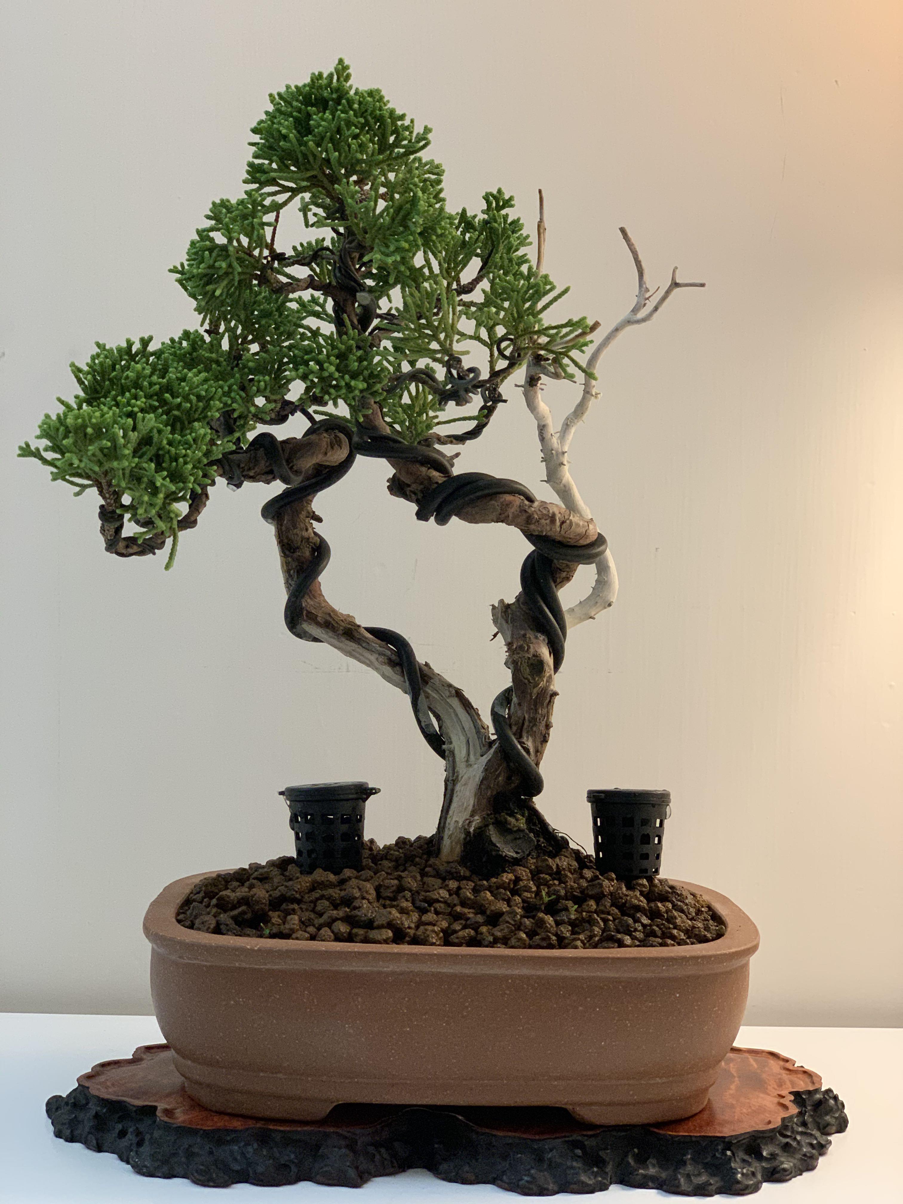 日本濟州真柏中型盆景日本盆栽植物禮物新貨裝飾擺設家居室內植物潮流玩意傢俬家品 傢俬 家居 Gardening Plants Carousell