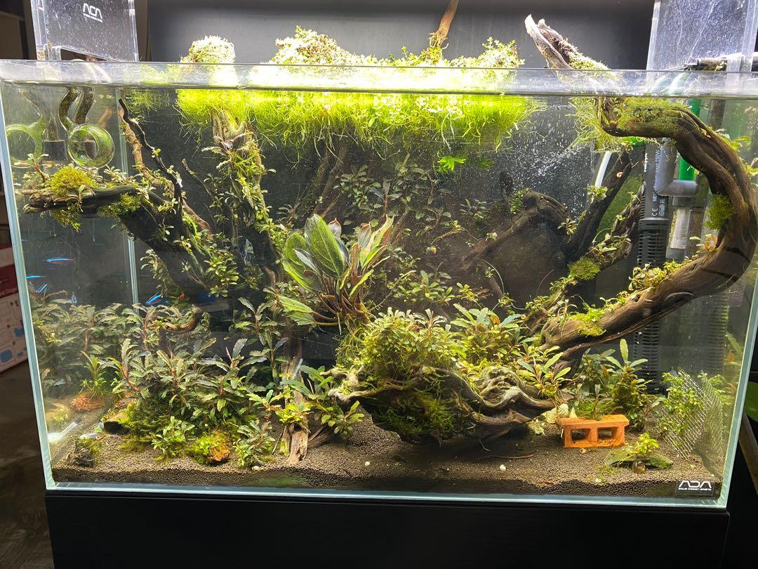Ada Fish Tank And All Plants 魚缸連全缸辣椒榕 寵物用品 寵物飾物 Carousell Ada Fish Tank And All Plants 魚缸連全缸辣椒榕 寵物用品 寵物飾物 Carousell