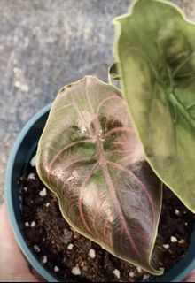 （分類：）位於 。 由 icysoshy 提交（商品編號 1032947565，圖片 1）。簡介： 。