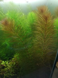 (Category: ) located in . Submitted by 321aquascape (Listing ID 1032865642, Image 1). Description: .