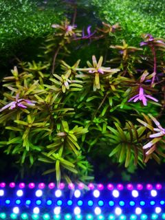 (Category: ) located in . Submitted by 321aquascape (Listing ID 1032867204, Image 1). Description: .