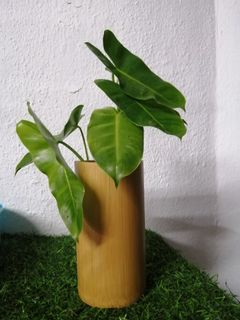 Avocado Trees Home Furniture Gardening On Carousell
