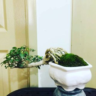 (Category: ) located in . Submitted by adidoes (Listing ID 1032775619, Image 1). Description: .