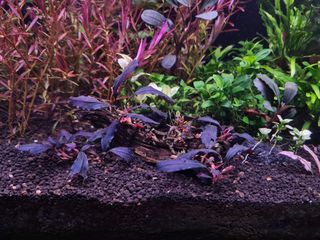 (Category: ) located in . Submitted by algaeboy (Listing ID 1032863080, Image 1). Description: .