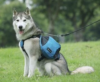 (Category: ) located in . Submitted by Petjunior (Listing ID 1032866374, Image 1). Description: .