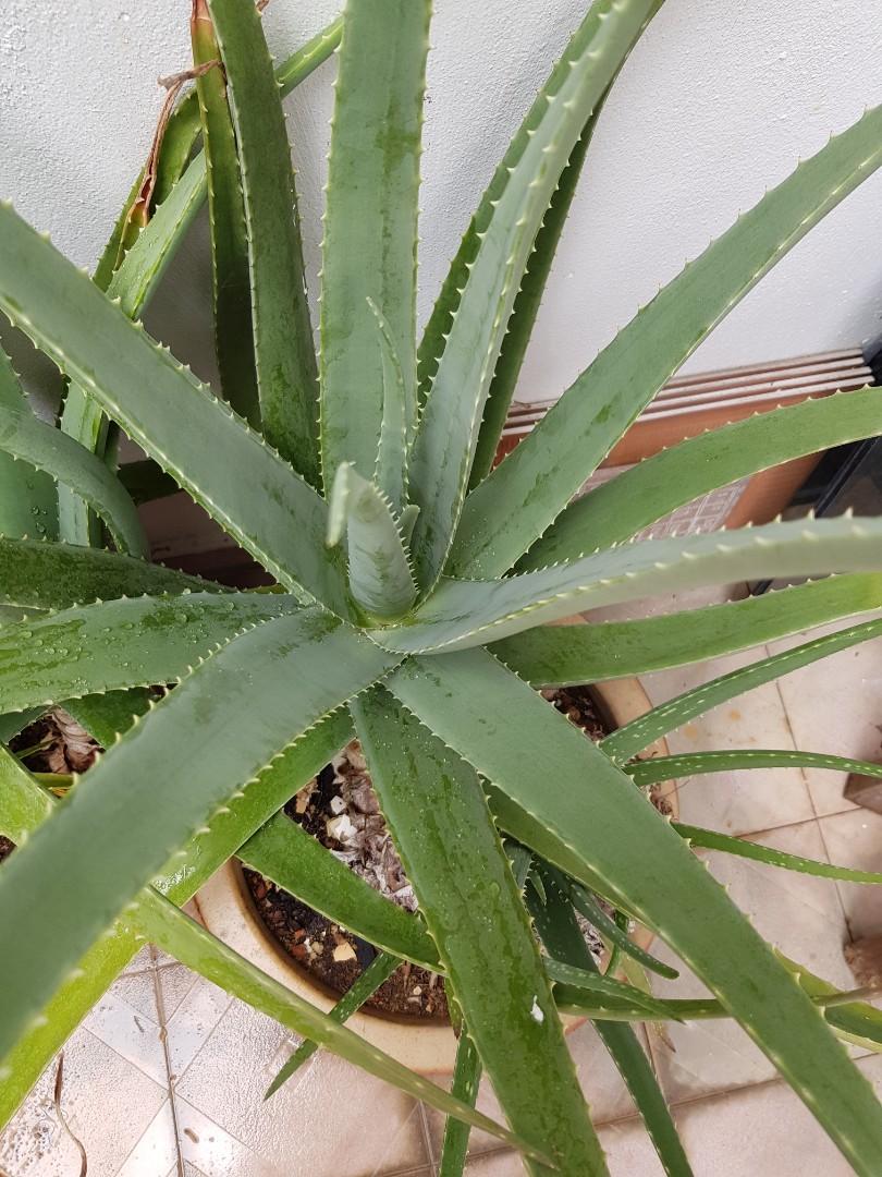 Edible Aloe Vera Furniture And Home Living Gardening Plants And Seeds On Carousell 3050