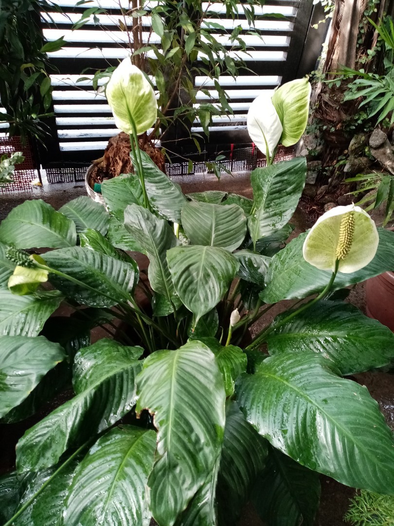 Indoor Outdoor Plants Gardening Flowers Plants On Carousell