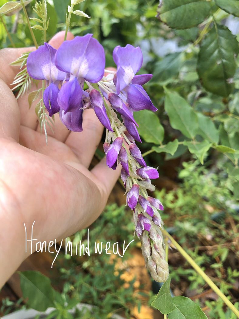 L 垂花紫藤爬滕庭園盆栽園藝香港種植花園實物拍攝garden Roses Plants 有機種植organic Plants 插花花材瓶花鮮花材只限石湖塘自取 傢俬 家居 園藝 植物及種子