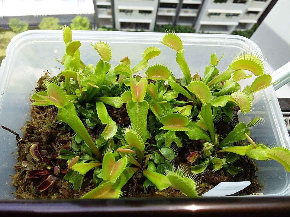 Locally Sg Bred Venus Flytraps A Box Of Various Vft Cultivars 8x G16 2x Maroon Monster And 1x Alien Suitable For Windowsill Gardens Or Any Sunny Spot Gardening Plants On Carousell