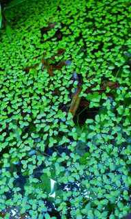 (Category: ) located in . Submitted by crazygreenfingers (Listing ID 1038486407, Image 1). Description: .