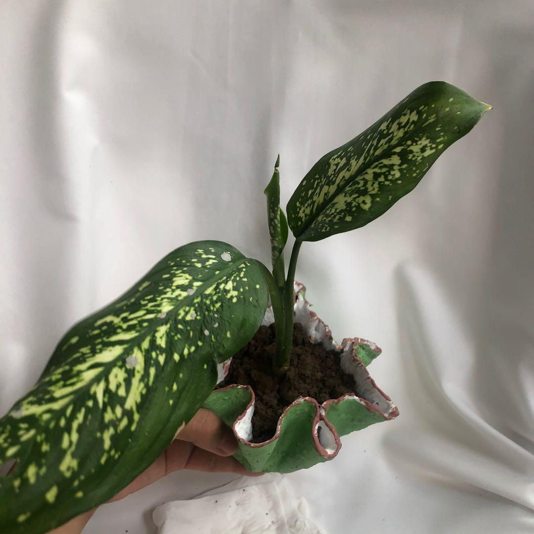 Dieffenbachia Amoena Gardening Flowers Plants On Carousell Picture of dieffenbachia amoena plant tropical plant pictures. carousell