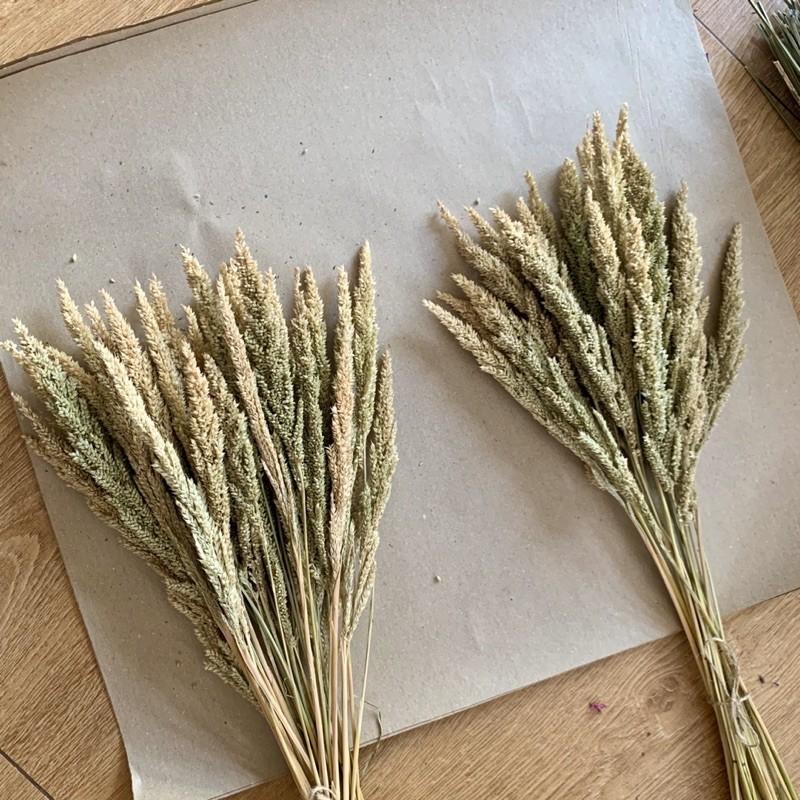 Dried Trigo Wheat Flower Design Craft Craft Supplies Tools On Carousell