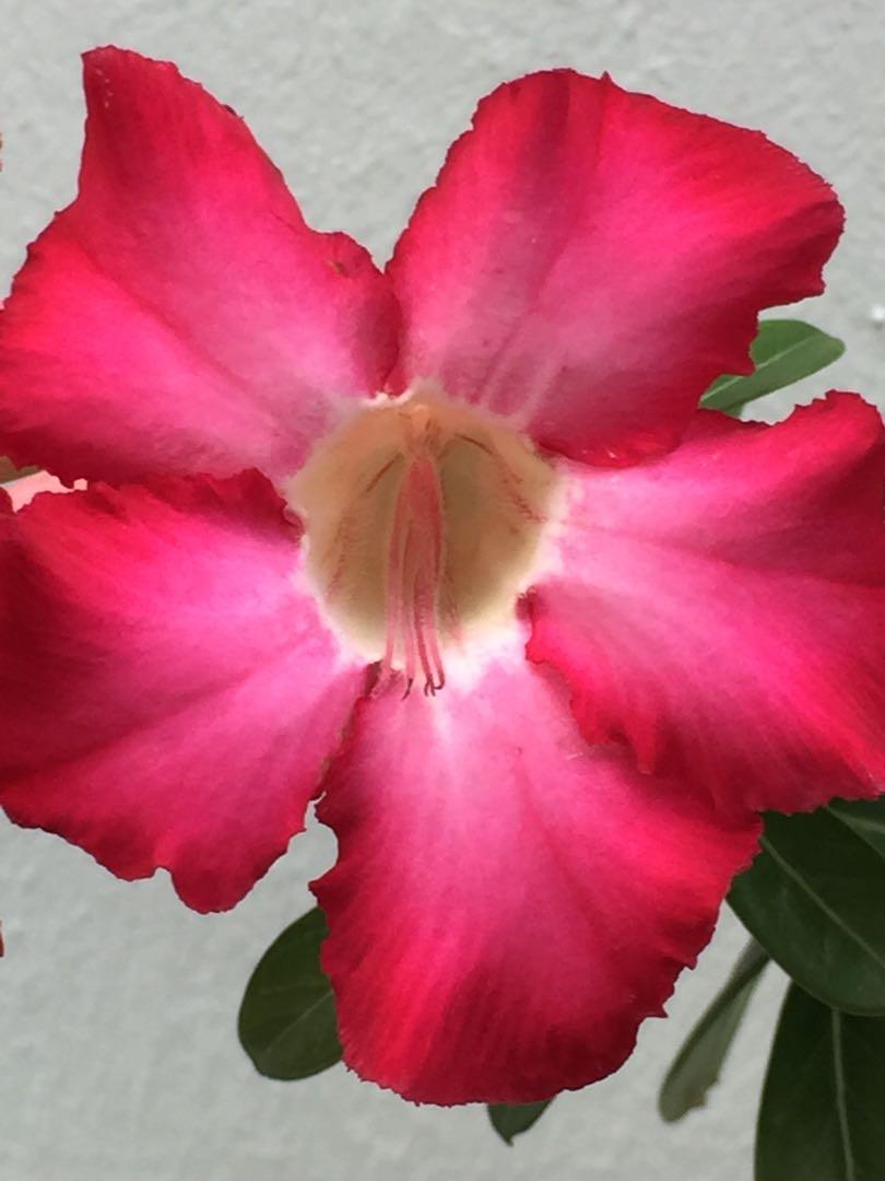 Flower Seeds Adenium Obesum Desert Rose 沙漠玫瑰 富贵花 Literally Means Prosperity Or Wealthy Flower Gardening Plants On Carousell Flower Seeds Adenium Obesum Desert Rose 沙漠玫瑰 富贵花 Literally Means Prosperity Or Wealthy Flower Gardening Plants On Carousell