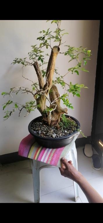 Kamuning bonsai, Gardening, Flowers & Plants on Carousell