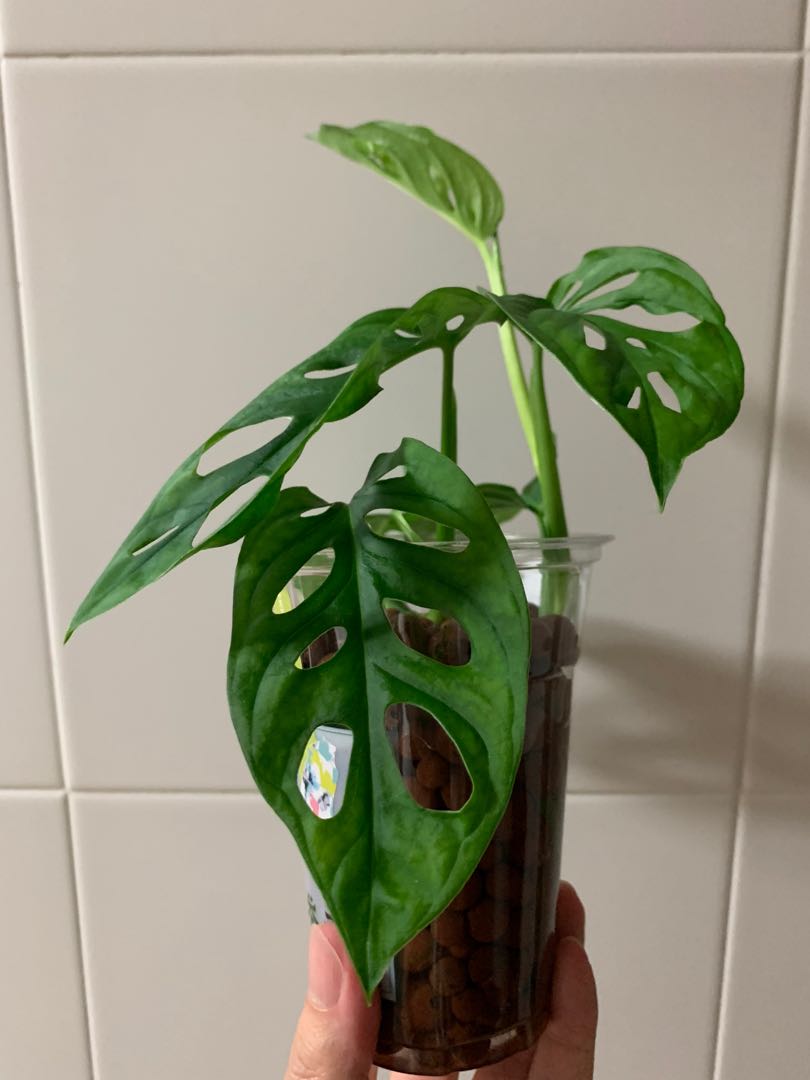 Monstera Adansonii Var Laniata Aka Monstera Monkey Mask Aka Swiss Cheese Plant Furniture Home Living Gardening Plants Seeds On Carousell