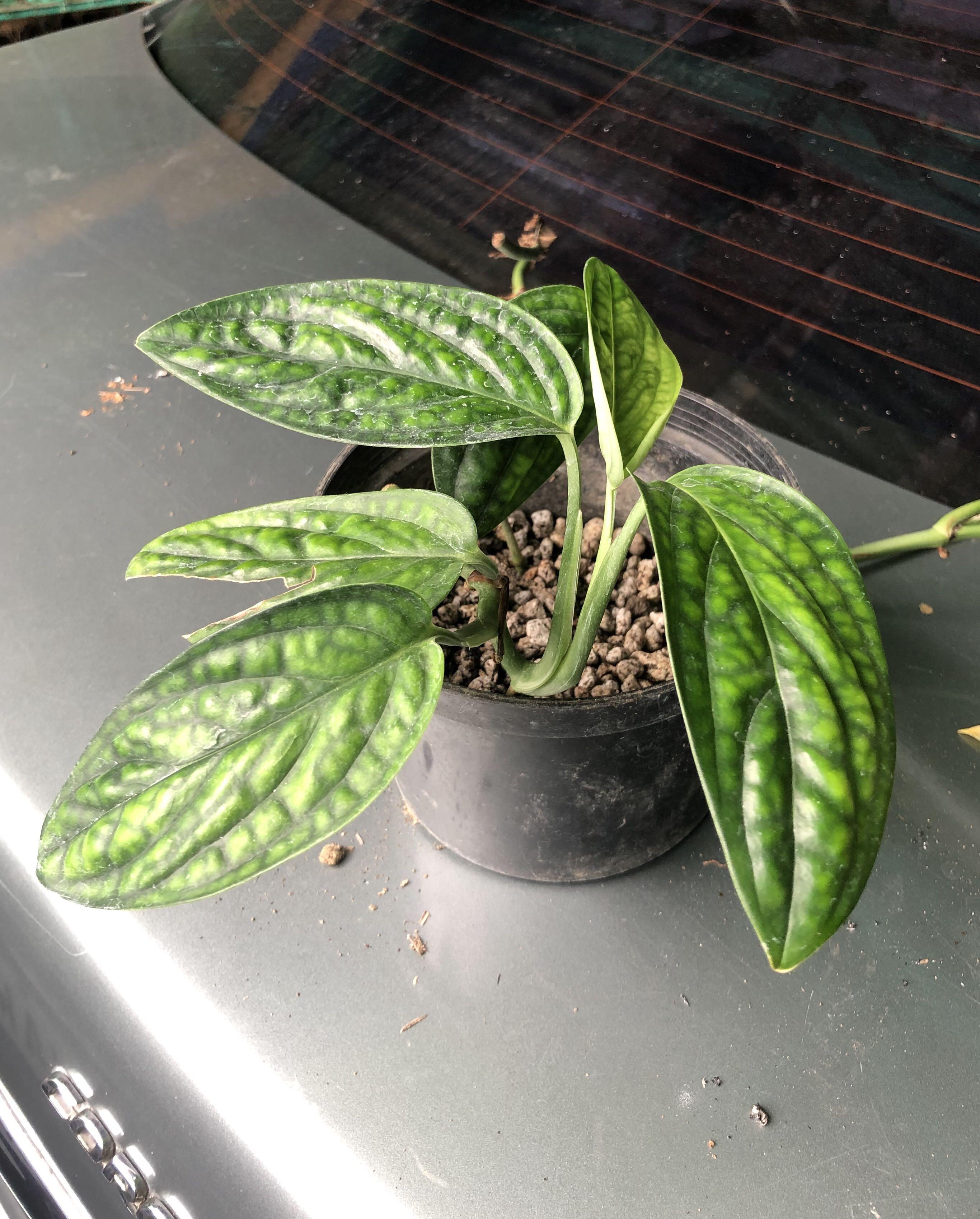 Monstera Peru Gardening Flowers Plants On Carousell