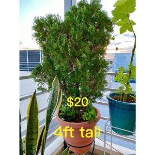 (Category: ) located in . Submitted by sumododotan (Listing ID 1038547482, Image 1). Description: .