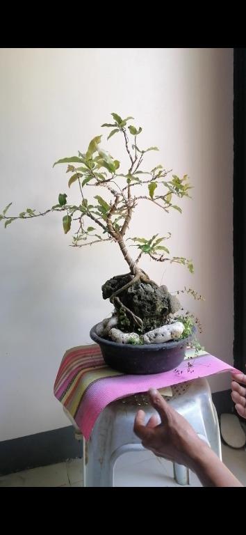 Red balete bonsai, Gardening, Flowers & Plants on Carousell
