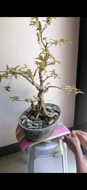 red balete bonsai, Gardening, Flowers & Plants on Carousell