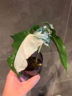 （分類：）位於 。 由 eeeeeeeeeeeeric 提交（商品編號 1038647434，圖片 1）。簡介： 。