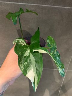 （分類：）位於 。 由 eeeeeeeeeeeeric 提交（商品編號 1038647512，圖片 1）。簡介： 。