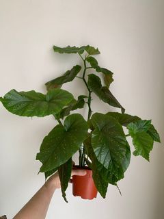 (Category: ) located in . Submitted by plantually (Listing ID 1038532848, Image 1). Description: .