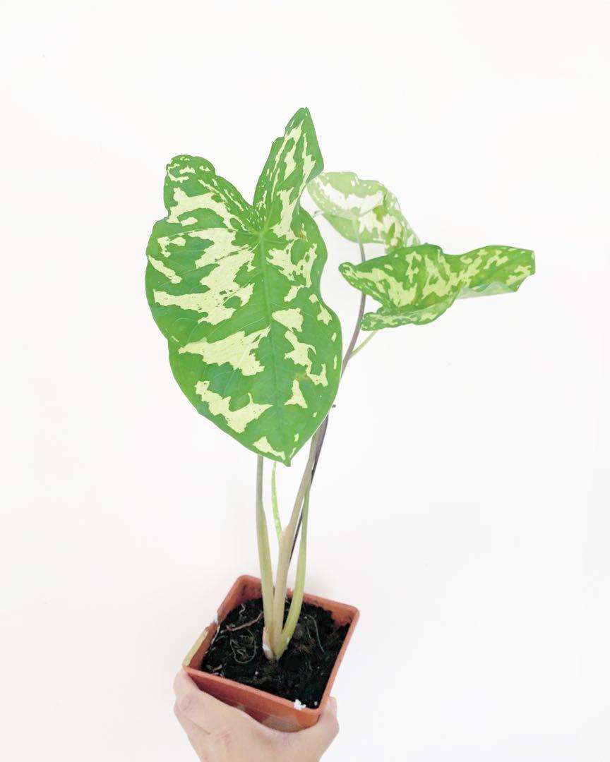 彩葉芋 Caladium 傢俬 家居 園藝 土壤和肥料 Carousell