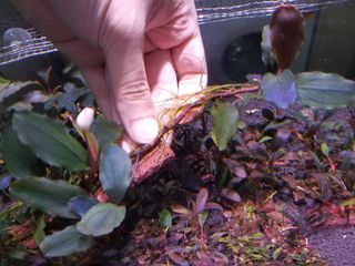 （分類：）位於 。 由 11blue 提交（商品編號 1033110006，圖片 1）。簡介： 。