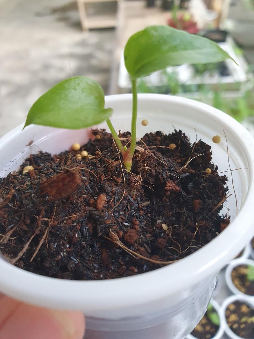 Anthurium Red Stem Seedlings Rainforest Gardening Flowers Plants On Carousell