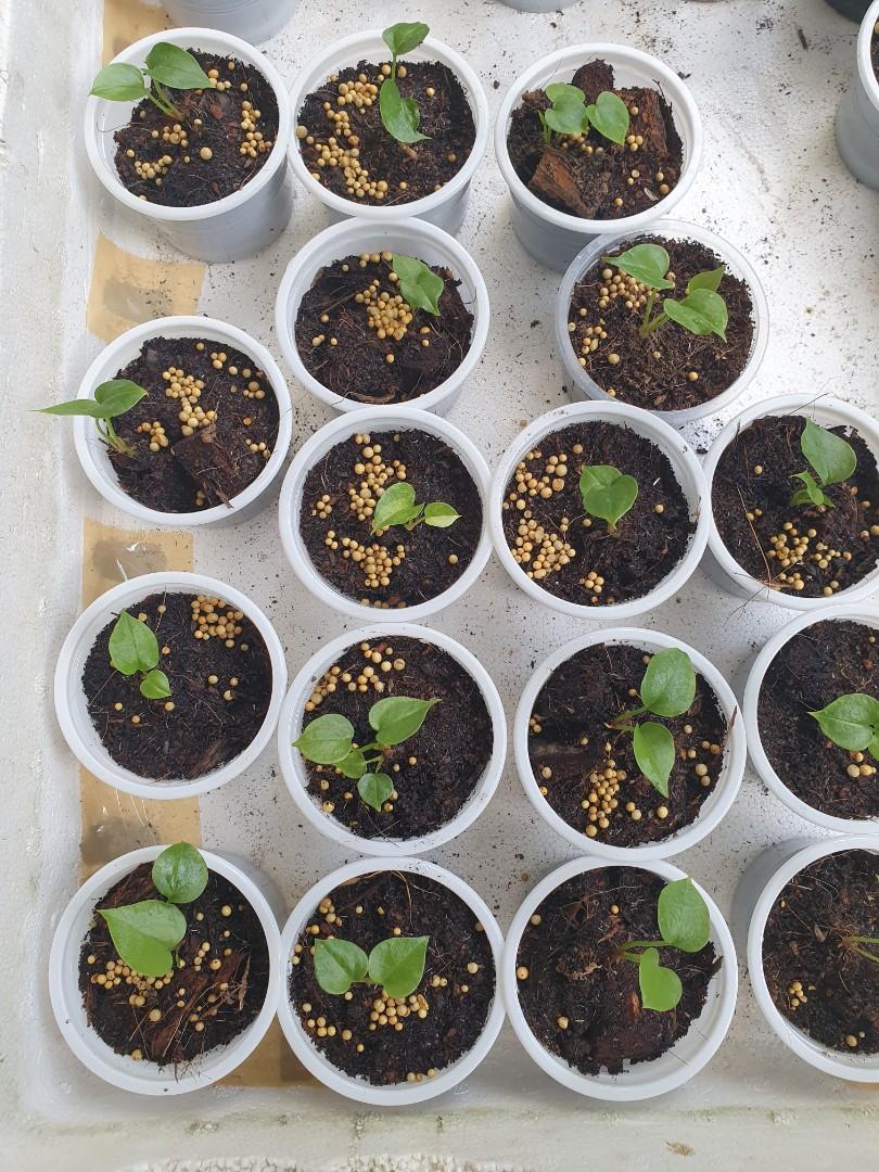 Anthurium Red Stem Seedlings Rainforest Gardening Flowers Plants On Carousell