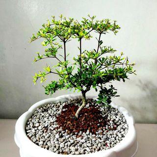 Bonsai View All Bonsai Ads In Carousell Philippines