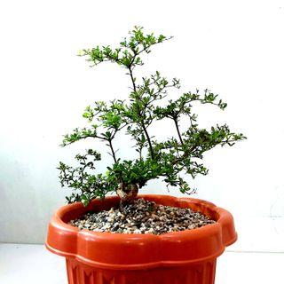 Bonsai View All Bonsai Ads In Carousell Philippines