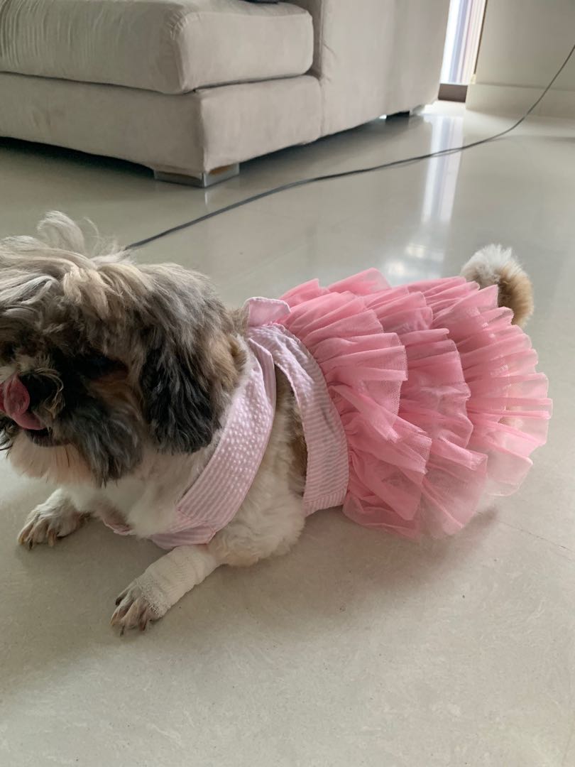 dog dress for shih tzu