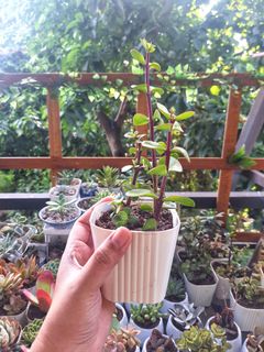(Category: ) located in . Submitted by muditaph (Listing ID 1033049016, Image 1). Description: .
