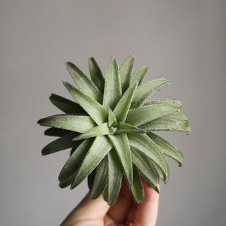 Jumbo ionantha vanhyningii