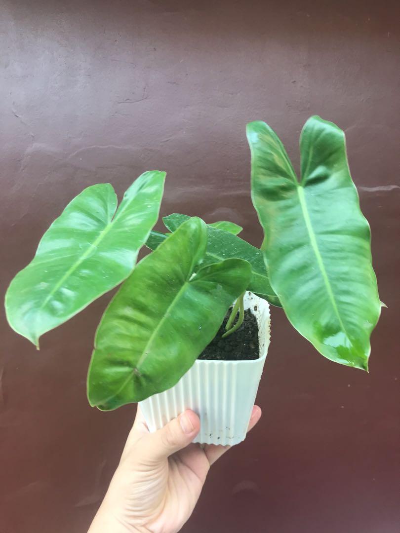 Philodendron Burle Marx Gardening Flowers Plants On Carousell