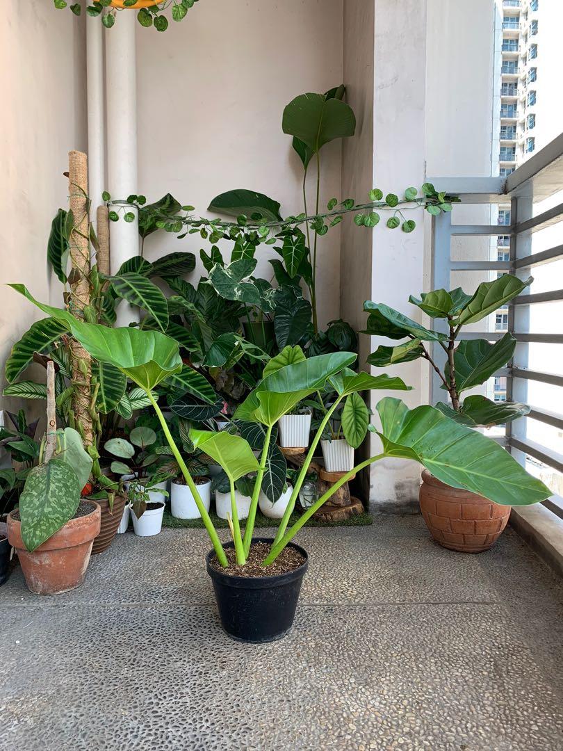 Philodendron Giganteum Gardening Flowers Plants On Carousell