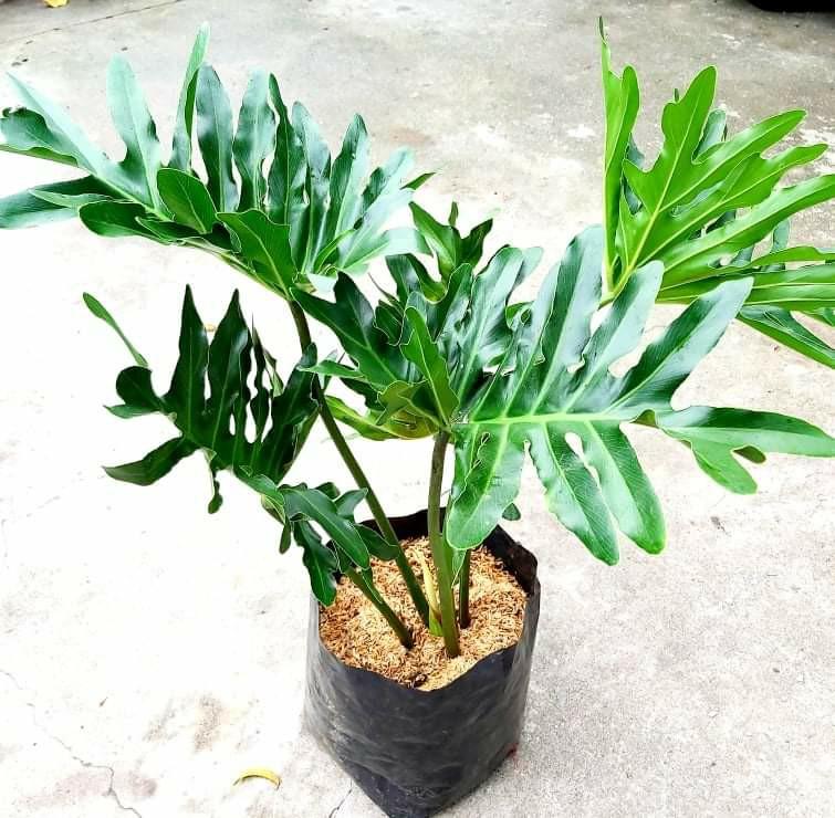 Philodendron Selloum (Sahod Yaman), Furniture & Home Living, Gardening